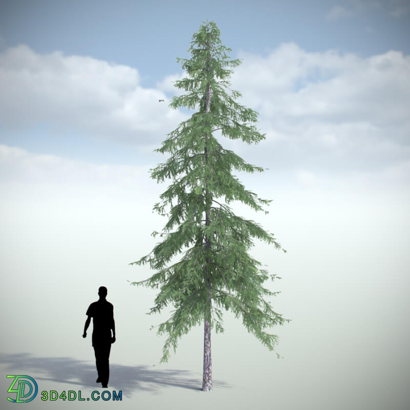 VizPark Real Trees Picea Abies V1